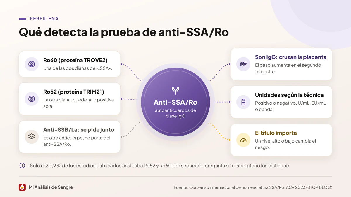 Círculo central con el anti-SSA/Ro unido a seis tarjetas: Ro60, Ro52, anti-SSB/La, paso por la placenta, unidades y título